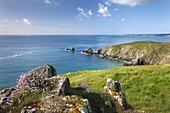 Sea thrift flowering on the clifftops above Carrick Luz, with views to the Lizard, Cornwall, England, United Kingdom, Europe