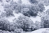 Snow covered trees in The Punchbowl, Exmoor, Somerset, England, United Kingdom, Europe