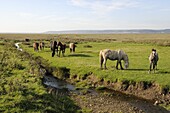 Welsh mountain ponies (Equus caballus) grazing Llanrhidian salt marshes, The Gower Peninsula, Wales, United Kingdom, Europe