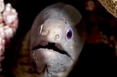 White eyed moray eel (Siderea thysoidea) blind in one eye, Sulawesi, Indonesia, Southeast Asia, Asia