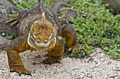 Galapagos land iguana (Conolophus subcristatus), North Seymour Island, Galapagos Islands, UNESCO World Heritge Site, Ecuador, South America