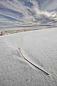 Yucca flower stalk on the dunes, White Sands National Monument, New Mexico, United States of America, North America