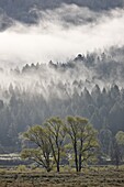 Fog mingling with evergreen trees with some cottonwoods, Yellowstone National Park, UNESCO World Heritage Site, Wyoming, United States of America, North America