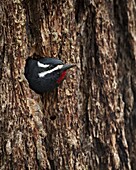 Male Williamson's sapsucker (Sphyrapicus thyroideus) poking out of its nest hole, Yellowstone National Park, Wyoming, United States of America, North America