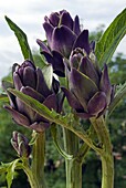 Artichoke on the plant in the open air, Italy, Europe