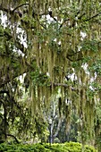 Spanish moss, Orlando, Florida, United States of America, North America