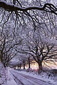 Tree lined country lane in winter snow, Exmoor, Somerset, England, United Kingdom, Europe