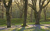 Bluebells growing in an oak woodland, Blackbury Camp, Devon, England, United Kingdom, Europe