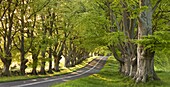 Winding country lane through beech trees, near Wimborne, Dorset, England, United Kingdom, Europe