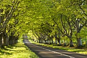 Beech tree avenue early one spring morning, near Wimborne, Dorset, England, United Kingdom, Europe