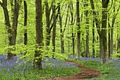 Bluebell carpet in a beech woodland, West Woods, Wiltshire, England, United Kingdom, Europe