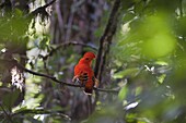 Male Guianan Cock of the Rock (Rupicola rupicola) in its dense forest habitat, Kaieteur National Park, Guyana, South America