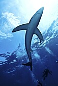 Blue shark (Prionace glauca) in the Azores, Portugal, Atlantic, Europe