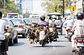 Live chickens and ducks being taken to market on a moped in Phnom Penh, Cambodia, Indochina, Southeast Asia, Asia