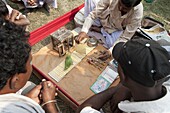 Fortune telling green parakeet being used to pick tarot cards at Sonepur Cattle Fair, Bihar, India, Asia