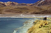 Laguna Canapa, South Lipez, Southwest Highlands, Bolivia, South America