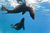 Galapagos sea lions (Zalophus wollebaeki) underwater, Champion Island, Galapagos Islands, Ecuador, South America