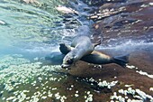 Galapagos sea lions (Zalophus wollebaeki) underwater, Guy Fawkes Islands, Galapagos Islands, Ecuador, South America