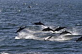 Long-beaked common dolphins (Delphinus capensis), Isla San Esteban, Gulf of California (Sea of Cortez), Baja California, Mexico, North America