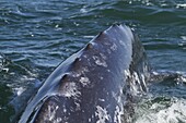 California gray whale (Eschrichtius robustus) caudal peduncle, San Ignacio Lagoon, Baja California Sur, Mexico, North America