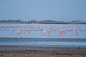 Flamingos feed on the brackish water in Little Rann of Kutch, Gujarat, India, Asia