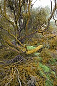 Trees covered by orange trentepohlia, Waiotapu Thermal Area, Rotorua, North Island, New Zealand, Pacific