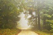 Autumn scene in morning fog, Swabian Alb, Baden-Wurttemberg, Germany, Europe