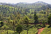 Tea plantation in the mountains of Munnar, Kerala, India, Asia