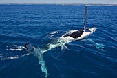 Humpback whale (Megaptera novaeangliae) in Harvey Bay, Queensland, Australia, Pacific