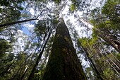 Pandani Grove Nature Trail, Mount Field National Park, Tasmania, Australia, Pacific