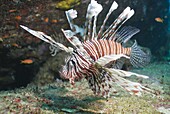 Scorpionfish (common lionfish) (Pterois miles), Southern Thailand, Andaman Sea, Indian Ocean, Asia