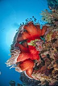 Magnificent anemone (Heteractis magnifica), Ras Mohammed National Park, off Sharm el Sheikh, Sinai, Egypt, Red Sea, Egypt, North Africa, Africa