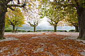 Lonely bench under trees at Lake Kochel. Mist descending from the mountains into the valley, Autumnal atmosphere, Kochel, Bavaria, Germany