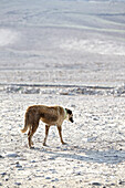 Dog in the Negev desert, Negev, Israel