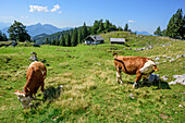 Cows in front of alpine hut, Kohleralm, Gamsknogel, Chiemgau Alps, Upper Bavaria, Bavaria, Germany