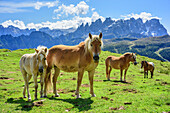 Horses grazing on meadow, Pala range in background, Cima dell'Uomo, Marmolada, Dolomites, UNESCO World Heritage Dolomites, Trentino, Italy
