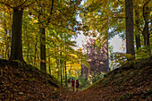 autumn colours, leaves, forest Braam forest, Lower Saxony, Germany