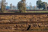 peat cutting and drying, Campemoor, landscape, Lower Saxony, Germany