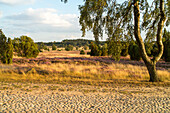 Lueneburger Heide, Heidebluete, Rundpflastersteine, alte Landstrasse in der Heidelandschaft, Niedersachsen, Deutschland