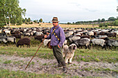 Lueneburg, Heidschnucke moorland sheep, herder, flock of sheep, shepherd, traditional, Lueneburg Heath, Lower Saxony, Germany