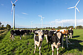 Landwirtschaft, Windkraft, Turbine, Friesenkuehe, Milchwirtschaft, Niedersachsen, Norddeutschland, Deutschland