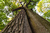 naturbelassener Urwald bei Seesen, heimischer Wald, Laubwald, Buche und Eiche verschlungen, Baumgeschwister, Natur, Niedersachsen, Deutschland