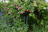 Rose garden near Rehna, Mecklenburg Western Pomerania, Germany