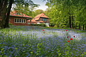 Flowers in a field in front of Gerhard Hauptmann house, Kloster, Hiddensee Island, Mecklenburg Western Pomerania, Germany