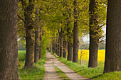 Oak alley near Helmstedt, Lower Saxony, Germany