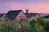 Blooming trees in front of windmill and half-timbered houses with thatched roofs, near Twielenfleth, Altes Land, Lower Saxony, Germany