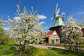 Blühende Obstbäume vor der Windmühle, bei Twielenfleth, Altes Land, Niedersachsen, Deutschland
