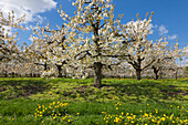Blühende Obstbäume, bei Steinkirchen, Altes Land, Niedersachsen, Deutschland