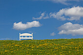 Dandelion and bench at the dyke, near Twielenfleth, Altes Land, Lower Saxony, Germany