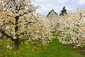 Blühende Obstbäume vor reetgedecktem Fachwerkhaus, bei Steinkirchen, Altes Land, Niedersachsen, Deutschland